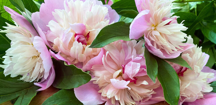 Peonies flowers of pink color, on an abstract brown wooden surface. Free space. Design of covers, postcards, prints.