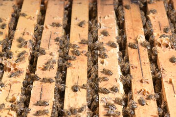 Close up of flying bees. Wooden beehive and bees. 