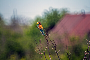 European bee eater sits on a tree branch