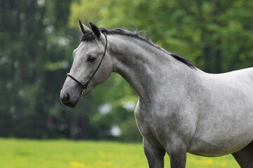Obraz na płótnie Canvas Portrait of a beautiful gray horse on natural green summer background, head closeup