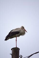 stork in the nest