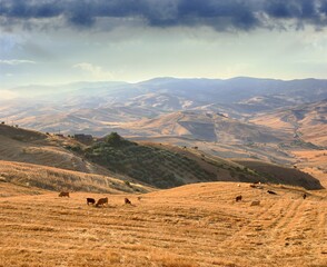 Obraz premium Sicilian Landscape Of Countryside Hills With Herd Of Cow Grazing Stubble Of Wheat Field