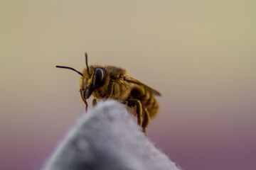 honey bee close up insect