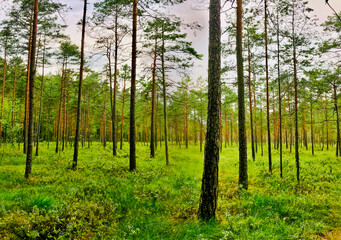 Obraz premium Thin pine trees with green summer nature in Lithuania woods. No people. Tranquil landscape and refreshing atmosphere. 2019
