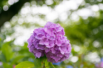 紫陽花の花　東京都葛飾区　日本