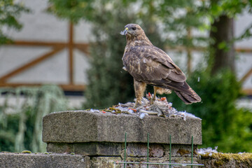 Mäusebussard