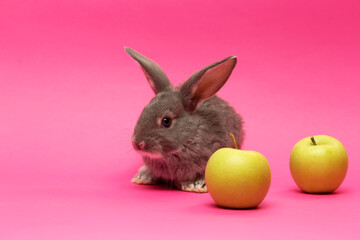 rabbit with the apple
