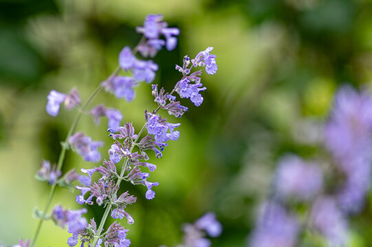 kwitnąca kocimiętka Faassena (Nepeta)