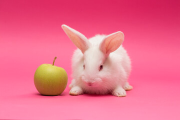 rabbit with the apple