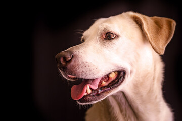Portrait of a yellow labrador retriever