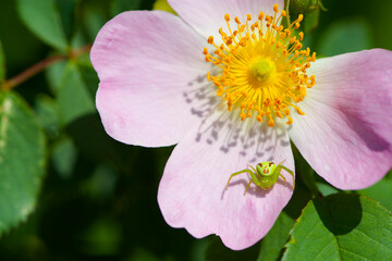 Obraz premium spider sits on a wild rose flower