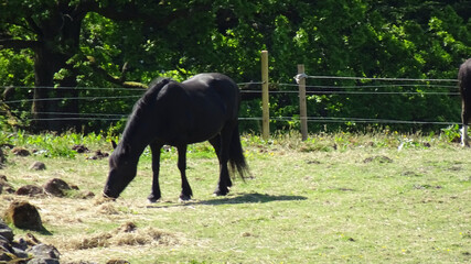 horse in a field