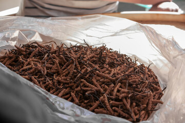 Caterpillar Fungus Ophiocordyceps sinensis Tibet Cordyceps in a plastic bag