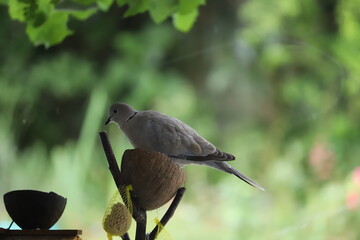 paysage du jardin oiseau  tourterelle  