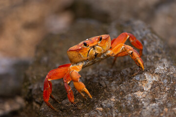 Red Crab