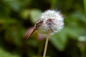 Dandelion seed head