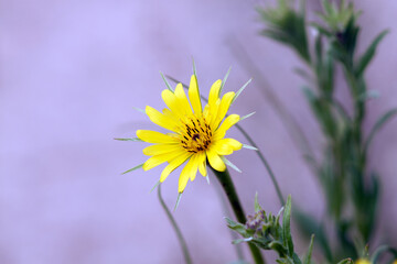 yellow flower on pink background