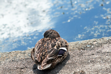 duck in the water