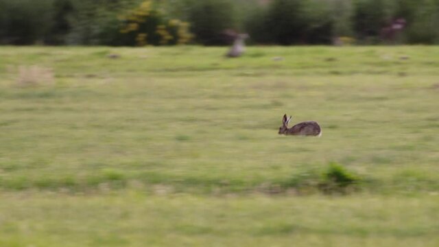 European brown hare running fast over a grass field by sunrise.