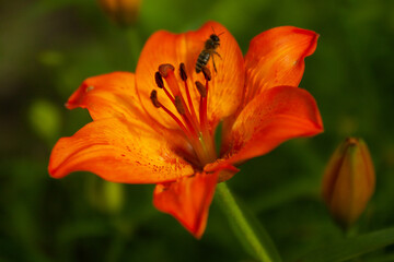 Orange lily flower