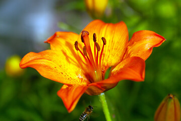 Fototapeta premium orange lily in the garden