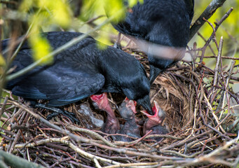 Feeding newly hatched crows in. the nest 