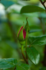 Red rose bud