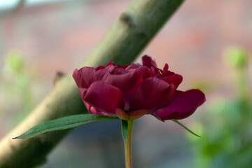 red tulip in the garden