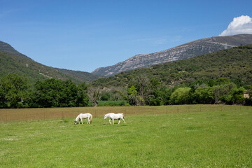 Two horses in a field.
