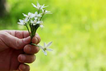 Flowers in hand close-ups. Delicate fragrant flowers in male hands close-up. Beautiful bouquet of flowers in hands on a background of green nature. Mercy. Present.