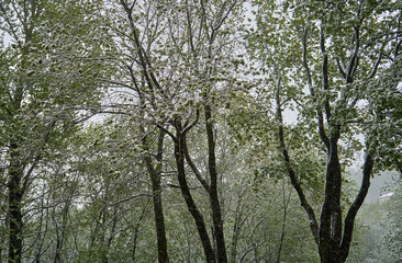 Trees with leaves and unexpected snow in the spring