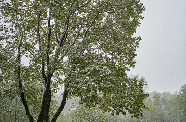 Trees with leaves and snow in the forest during the spring time