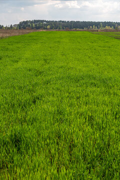 Field with bright green fresh lush grass against the background of the forest and other fields. Vertical orientation.