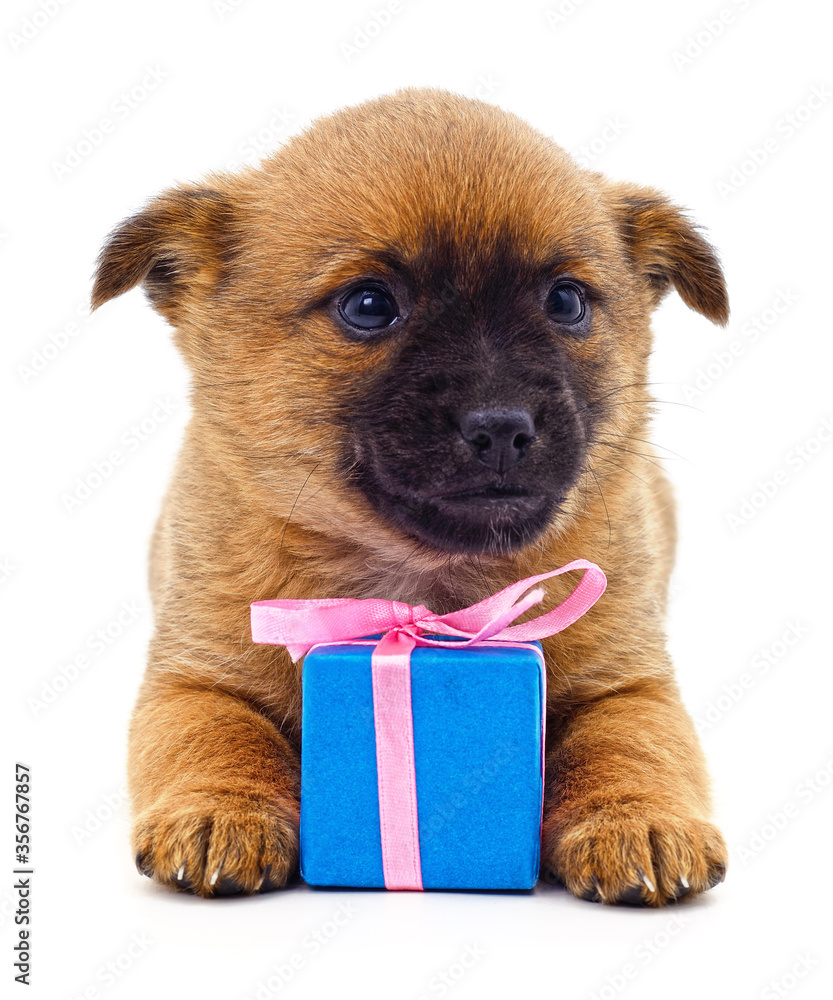 Poster puppy and gift.