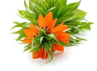 Beautiful fritillaria flowers.