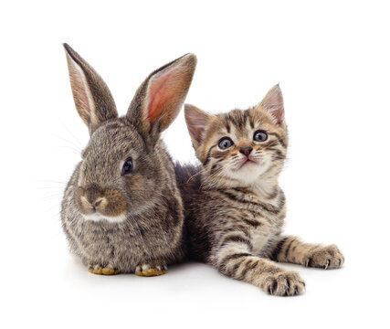 Gray kitty and bunny.