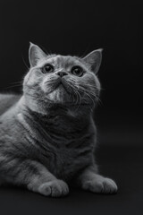 Fototapeta na wymiar british shorthair cat