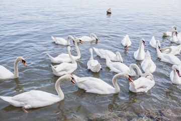 Flocks of white swans on Danube river
