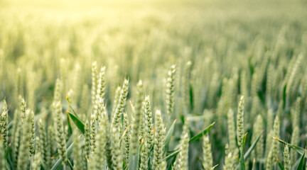 Fresh growing wheat on a farmland