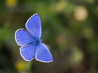 The Common Blue (Plebejus idas) is a species of diurnal butterfly in the blue family