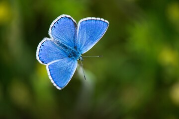 The Common Blue (Plebejus idas) is a species of diurnal butterfly in the blue family