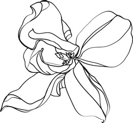 black and white line illustration of magnolia flowers on a white background