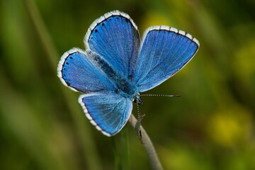 The Common Blue (Plebejus idas) is a species of diurnal butterfly in the blue family