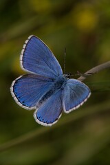 The Common Blue (Plebejus idas) is a species of diurnal butterfly in the blue family