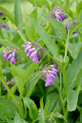  Comfrey medicinal (Symphytum officinale L.). Inflorescences close-up