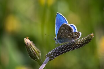 The Common Blue (Plebejus idas) is a species of diurnal butterfly in the blue family