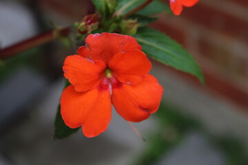 Radiant Orange Flower
