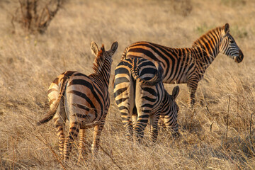 zebra in the savannah