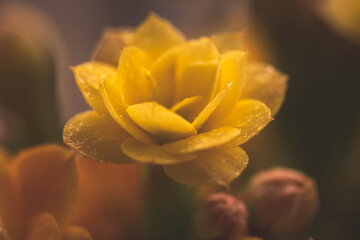Fototapeta premium yellow flower with water drops
