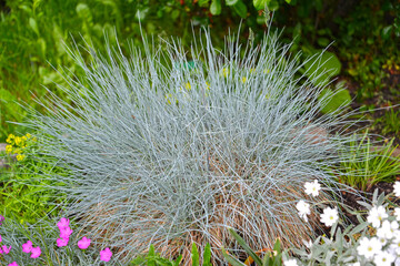 Blue oatmeal (sizzle) (Festuca cinerea) grows in a flower garden - 356768883